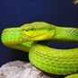 Venomous Snake Tour Bristol - Green Snake